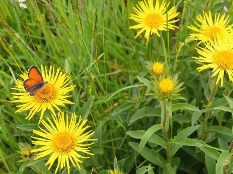 arnica montana