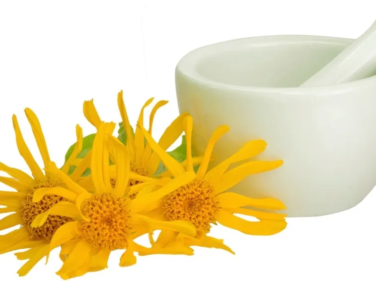 arnica