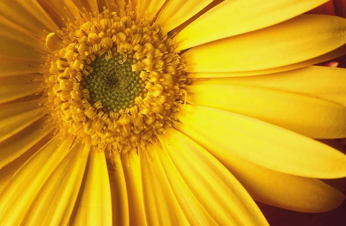 compresse arnica