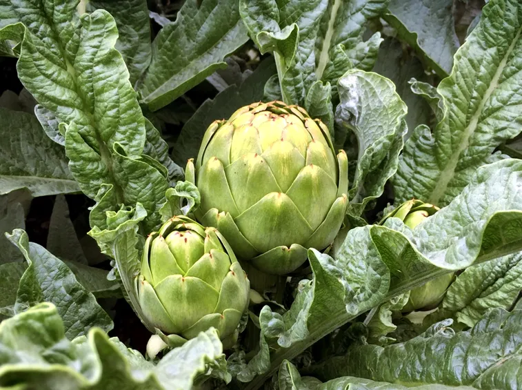 carciofo