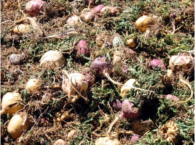 maca radici