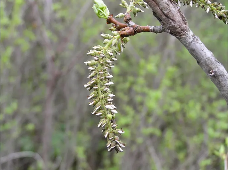 fiori di bach ansia aspen