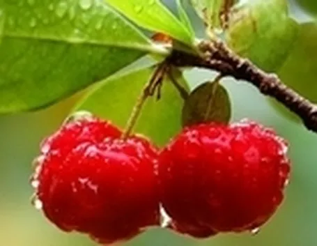 acerola