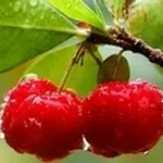acerola