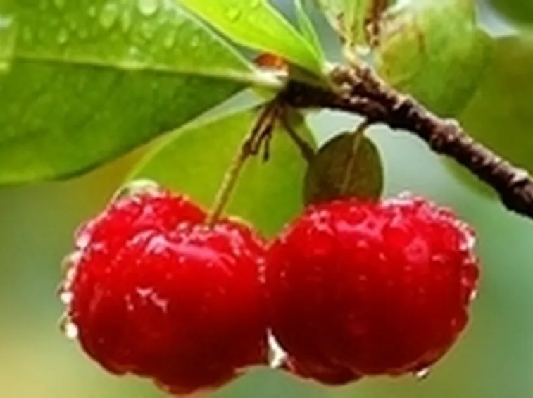 acerola