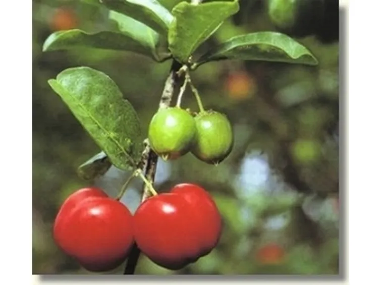acerola 2