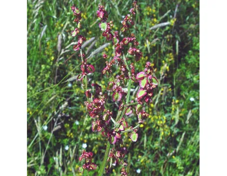 acetosa 