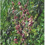 acetosa 