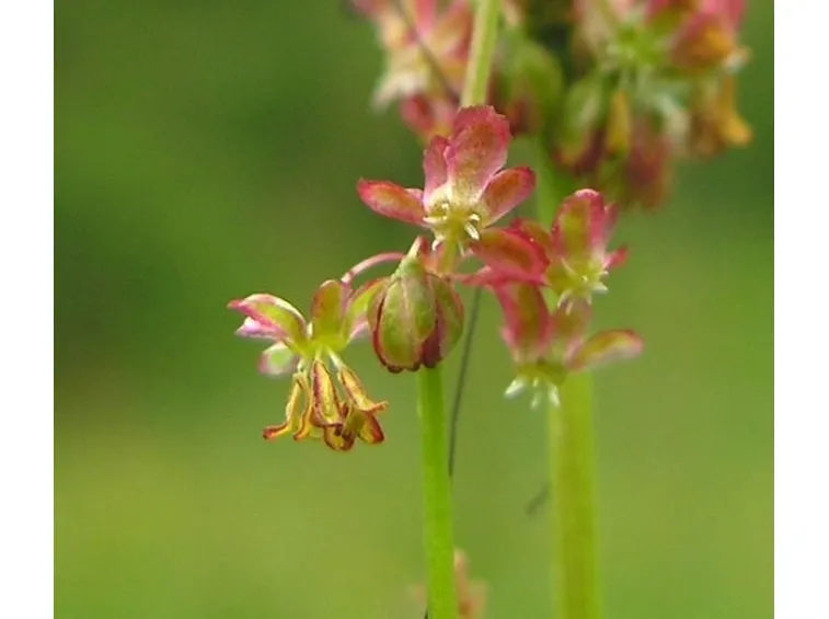 acetosa 2