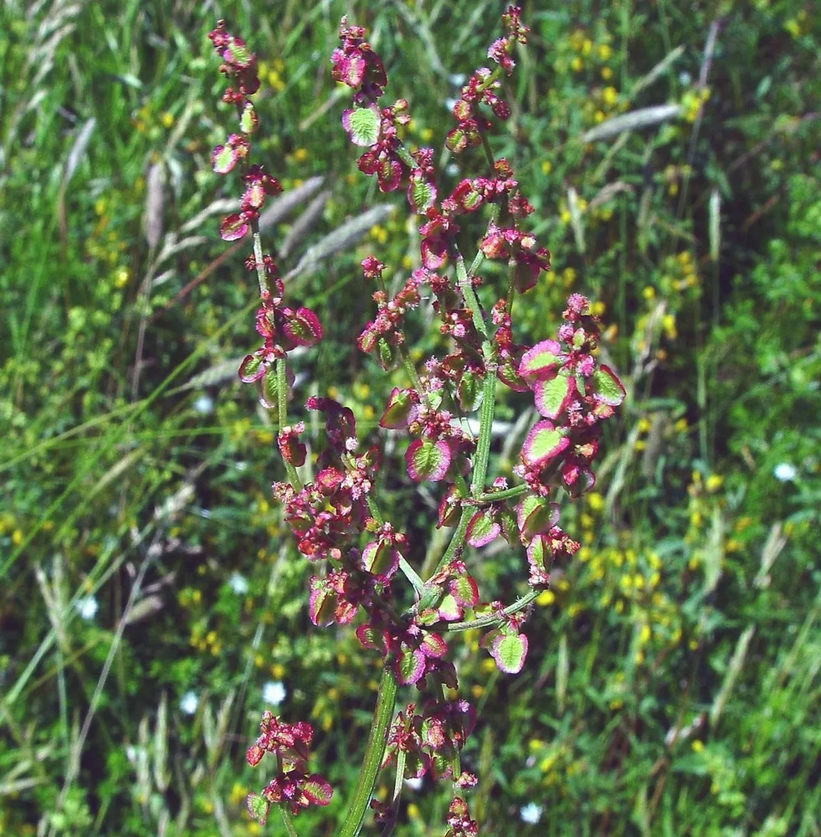 acetosa 