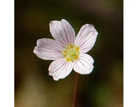 acetosella