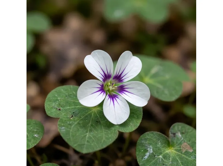 acetosella