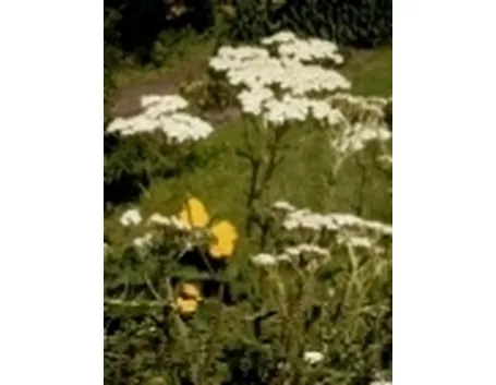 achillea