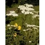 achillea
