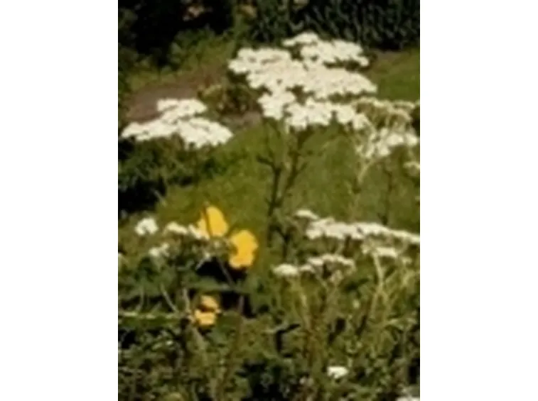 achillea