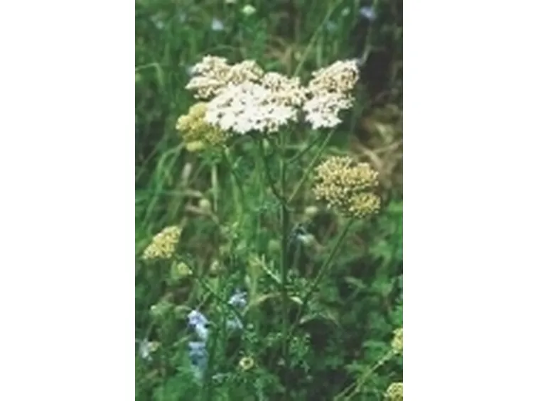 achillea 2