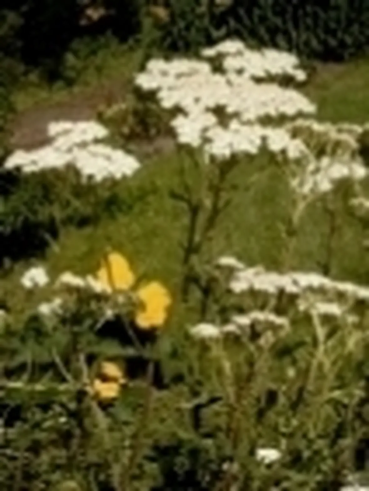 achillea