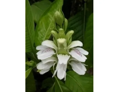adhatoda 1