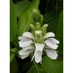 adhatoda 1