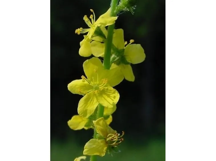 agrimonia 2