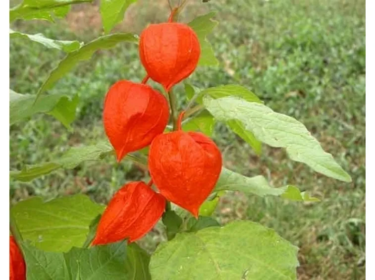 alchechengi 2