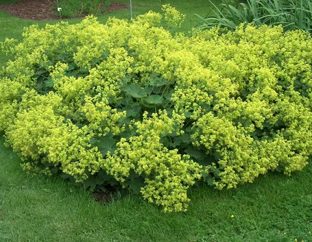 alchemilla