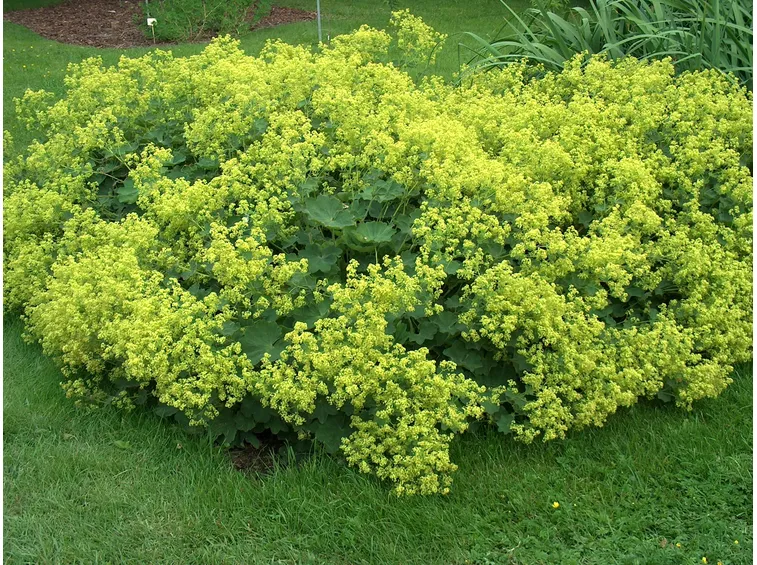 alchemilla