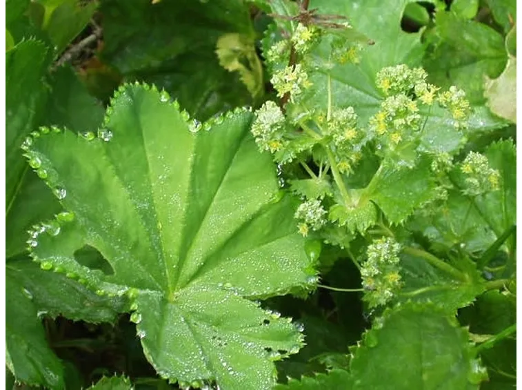 alchemilla 2