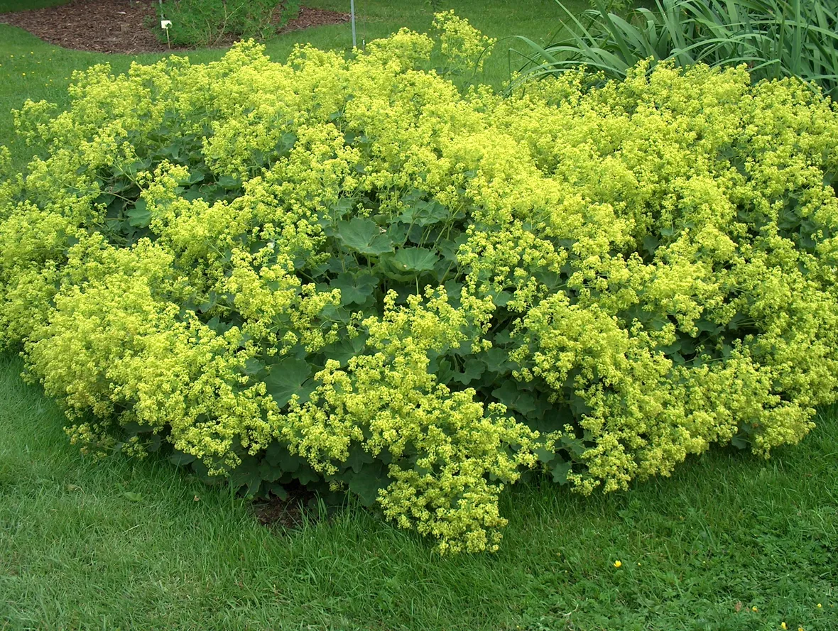 alchemilla