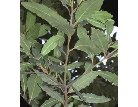 alloro