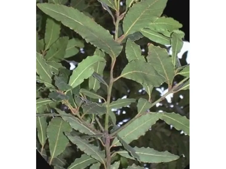alloro