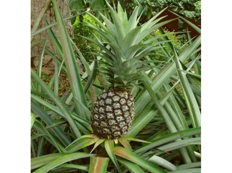 ananas 2