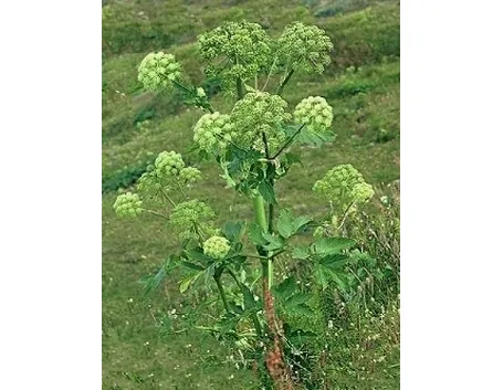 angelica