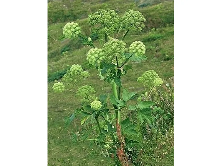 angelica