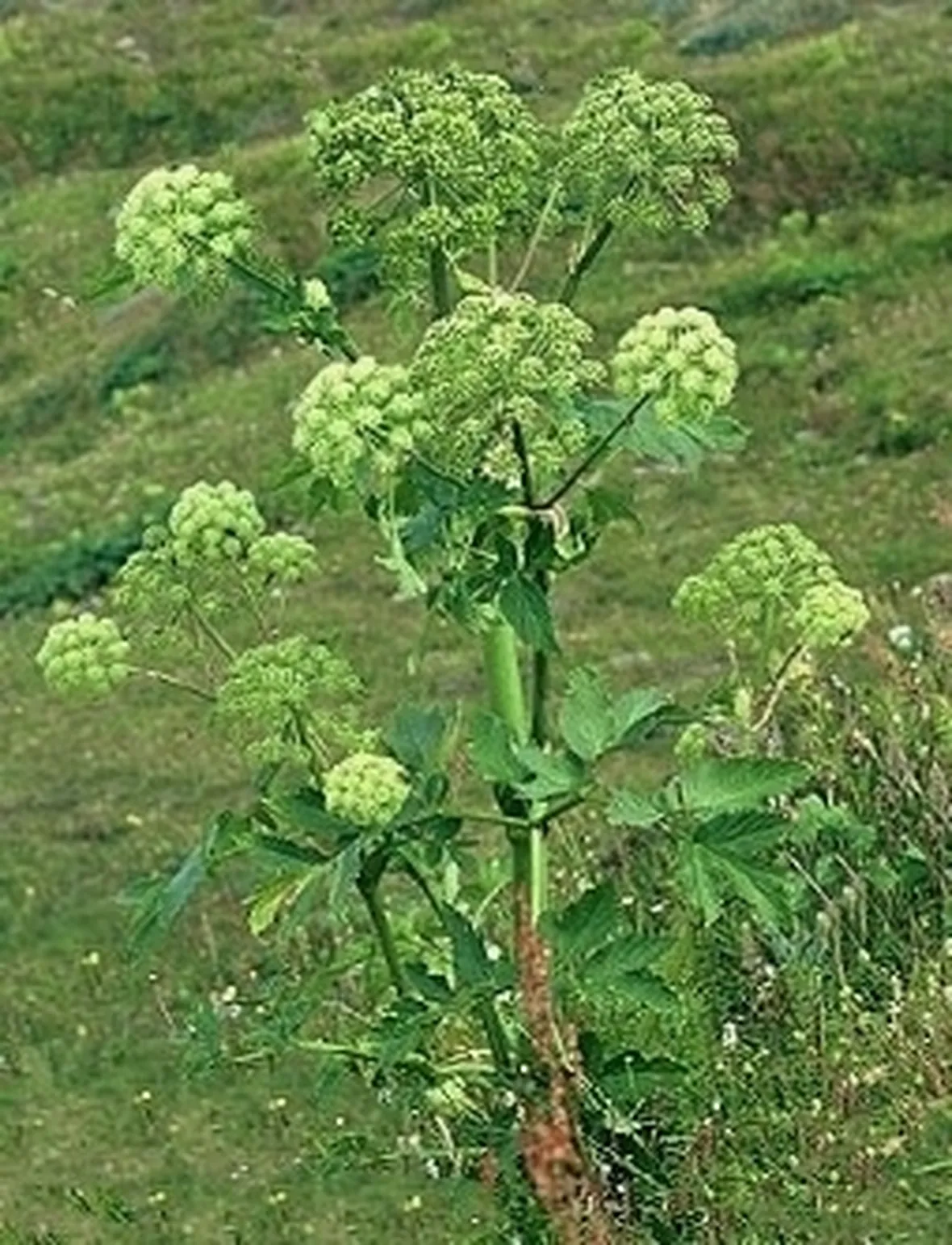 angelica