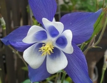 aquilegia