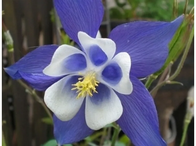 aquilegia