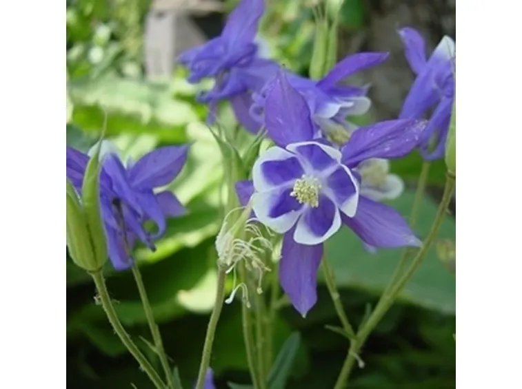 aquilegia 2 