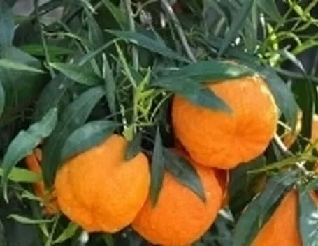 arancioamaro2
