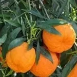 arancioamaro2