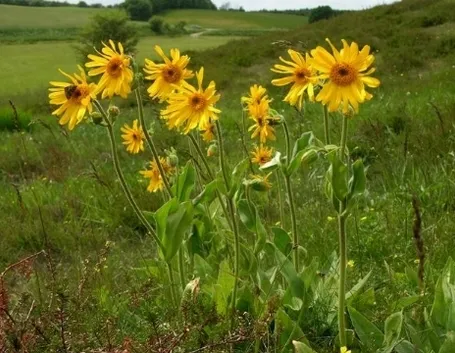 arnica montana
