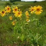 arnica montana