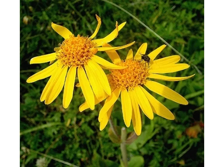 arnica montana 2 
