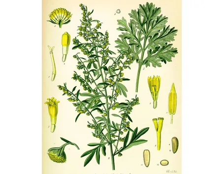 artemisia