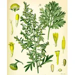artemisia