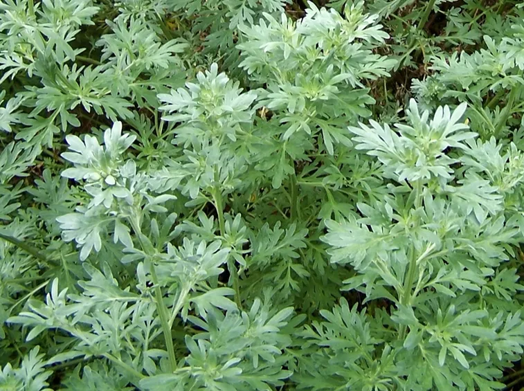 artemisia 