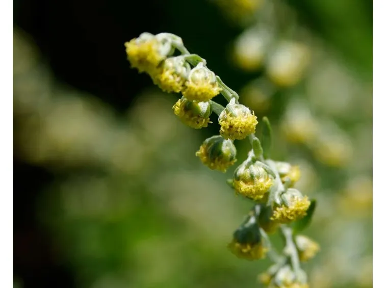 artemisia fiore