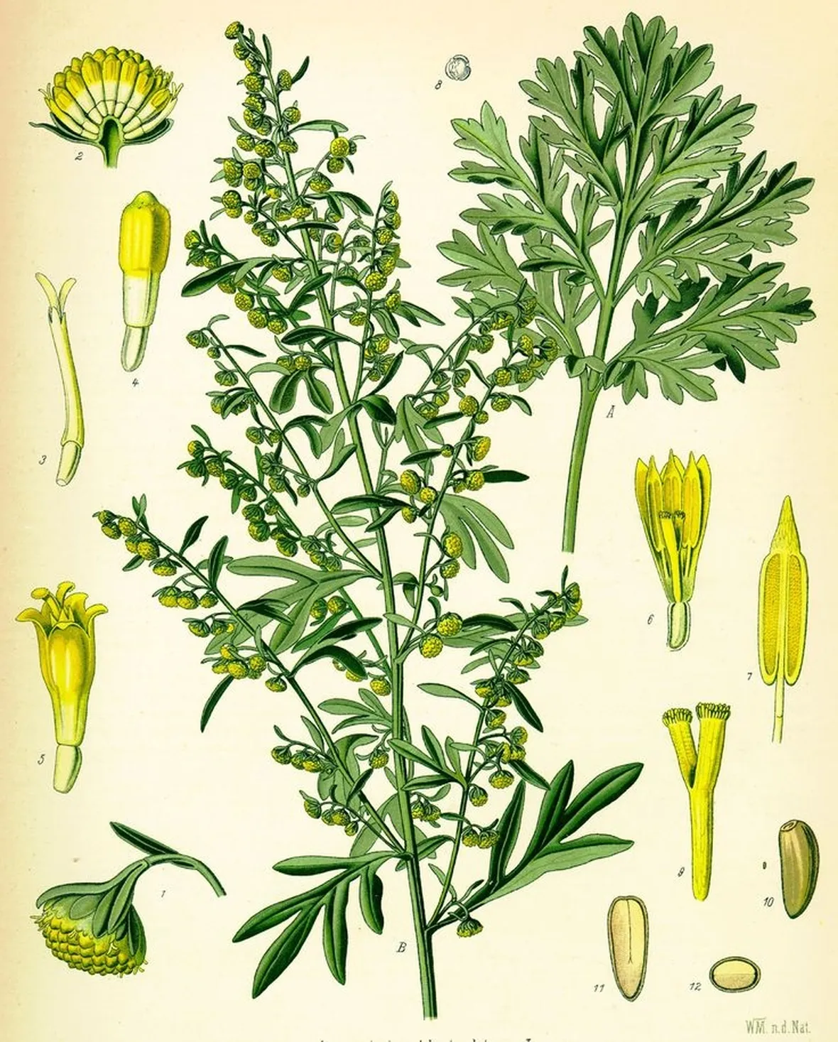 artemisia