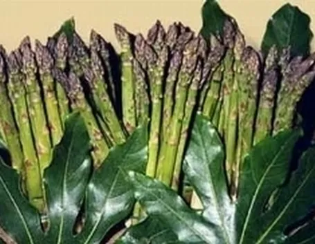 asparago
