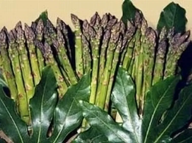 asparago